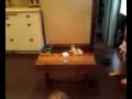 videos de awesome beer pong shot 4