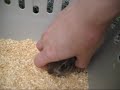 FREEING OF THE WILD BUNNIES =(