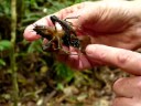Koura Native New Zealand Fresh Water Crayfish Koura Native New Zealand Fresh Water Crayfish