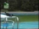 Cão Inteligente Cão Inteligente