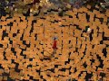 9 DRAGONS- MMORPG 9 DRAGONS- MMORPG
