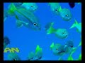 05?3?25???Similan-??MV5 05?3?25???Similan-??MV5