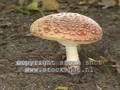 Fly agaric in Veluwe National Park