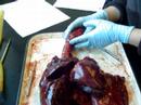 bio 348 pig pluck 1