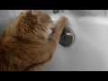 does your cat drink like this??