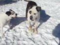 dog play in snow dog play in snow