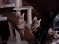 bengal kittens on a plank bengal kittens on a plank
