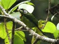 Barbet, Fire-Tufted