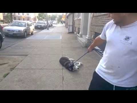 Husky nie chce jeszcze iść do domu