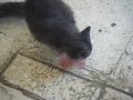 pico cat  funny