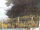 Pohutukawa Track,Other side of the Fence by Linda McFetridge