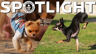 O cão mais rápido em dois patas dianteiras