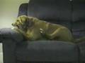 Perro Idiota
