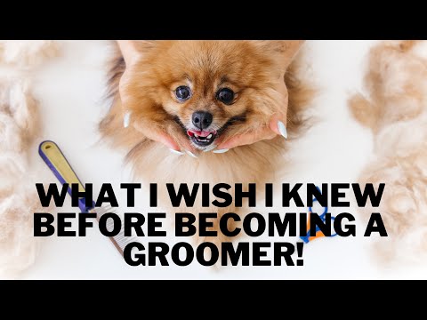 What I Wish I Knew BEFORE Becoming a PET GROOMER