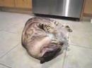 Bengal-Cat-Plays-With-Bag