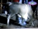 Catrín del DF vs Cabrito de Federico Figueroa
