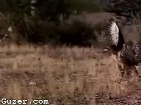 Hawk Vs Rattlesnake