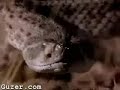 Hawk Vs Rattlesnake Hawk Vs Rattlesnake