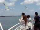 Matsushima birds