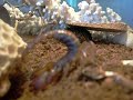 Scorpio maurus - building :-) Scorpio maurus - building :-)