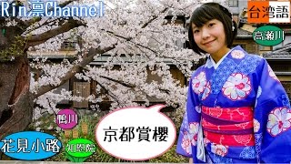 京の桜と着物と台湾