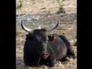 video camargue video camargue