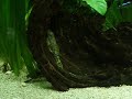 Coridora trilineatus ancistrus dolichopterus ancistrus oro