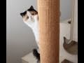 Hyper Kitten Climbs Tree
