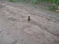 Two Russian guys are attacked by a ferocious animal.