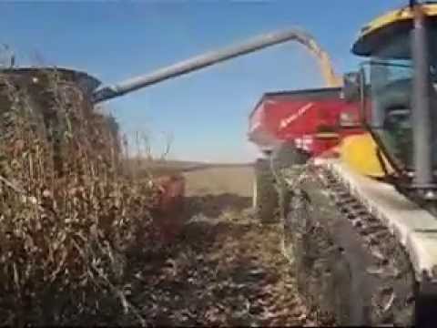 Corn Harvest In Iowa