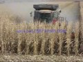 Corn Harvest In Iowa