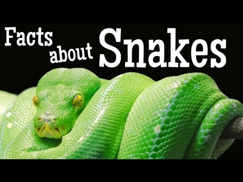 Facts about Snakes