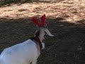 my-3rd-lion-king-spoof-wooooooo.html
