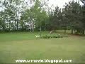Game Deer vs dog Game Deer vs dog
