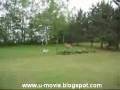 Game-Deer-vs-dog
