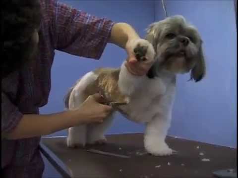 Dog Grooming Demo | Pet Grooming School - Toronto