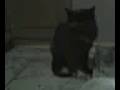 videos de kitty%20go%20boom%21[1]