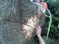 Ash tree removal part 3