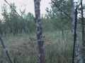 Suunnistuskesä -07, Jylhä