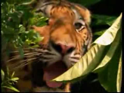 tigon