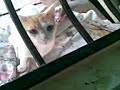 gato bravo
