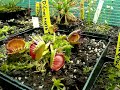 Dion�es et Darlingtonia Californica