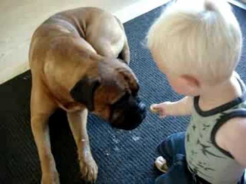 bullmastiff