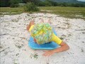 Ense�ando a nadar a un pez - FOTONOVELA - Ensinando o peixe