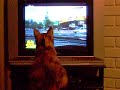 amores perrunos amores perrunos