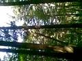 grande caduta di albero