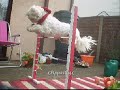 Pippa jumps even higher!