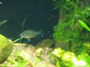 Banded Sunfish