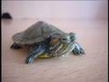 videos de The Curb Stomping Turtles - Stabbing People