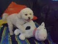 chicco il barboncino maniaco super dotato!!!